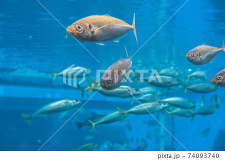 水族館は楽しい 水族館は楽しい 74093740