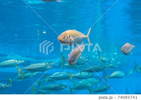 水族館は楽しい 74093741