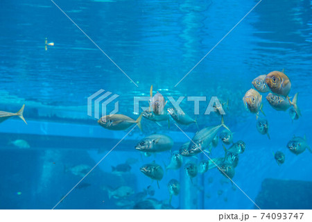 水族館は楽しい 74093747