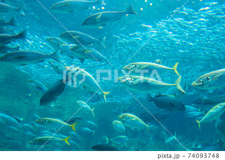 水族館は楽しい 水族館は楽しい 74093748