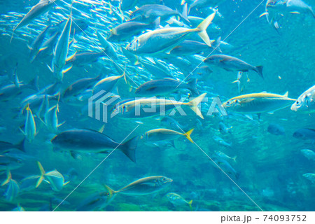 水族館は楽しい 水族館は楽しい 74093752