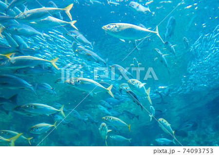 水族館は楽しい 水族館は楽しい 74093753