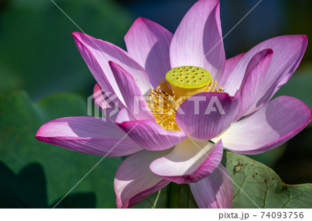 蓮の花 初夏イメージ 蓮の花 初夏イメージ 74093756