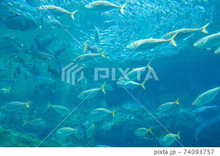 水族館は楽しい 74093757