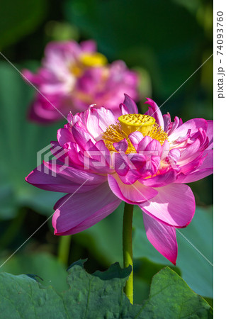 蓮の花 初夏イメージ 蓮の花 初夏イメージ 74093760