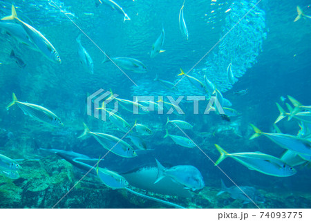 水族館は楽しい 水族館は楽しい 74093775