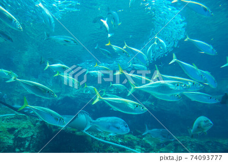 水族館は楽しい 水族館は楽しい 74093777