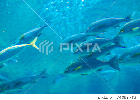 水族館は楽しい 74093783