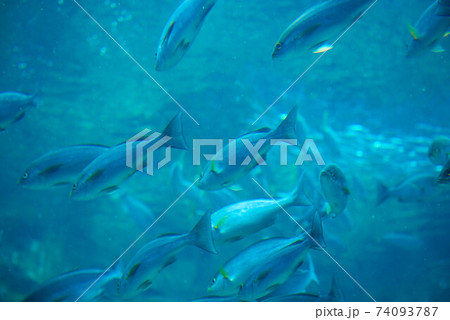 水族館は楽しい 水族館は楽しい 74093787