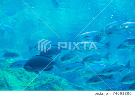 水族館は楽しい 水族館は楽しい 74093800