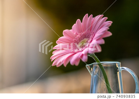 ガーベラの花 ガーベラの花 74093835