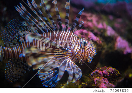 水族館は楽しい 水族館は楽しい 74093836