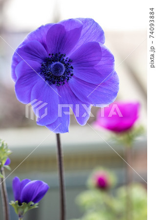 アネモネの花 春のイメージ アネモネの花 春のイメージ 74093884