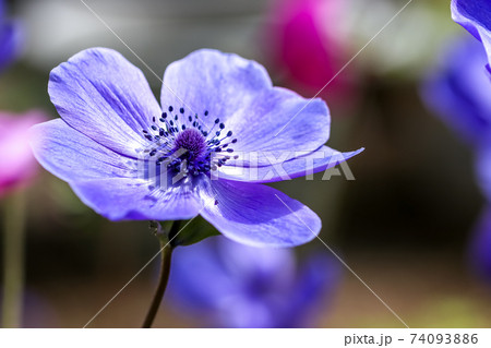 アネモネの花　春のイメージ 74093886