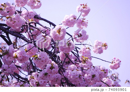 八重桜 満開です 八重桜 満開です 74093901