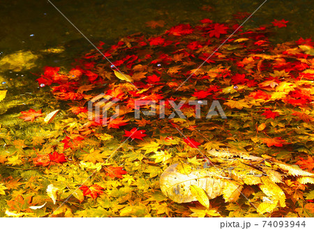 池に散りばめられた紅葉 74093944
