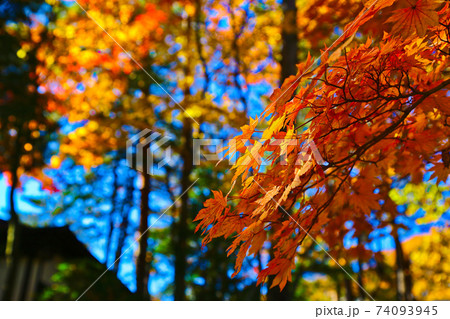 青空に映える山中の紅葉 74093945