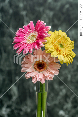 ガーベラの花と水滴の写真素材