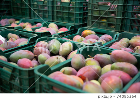 Mango in crates in fruit packaging warehouse 74095364