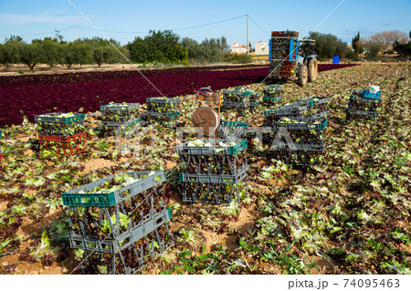 Plastic boxes with red leaf lettuce 74095463
