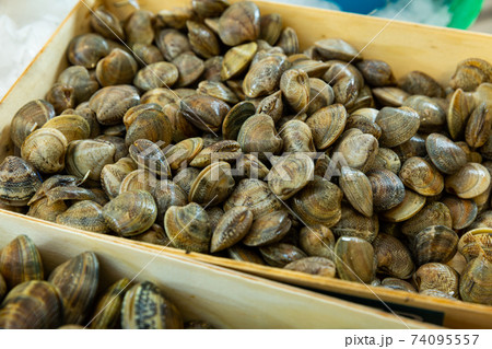 Fresh uncooked clams 74095557