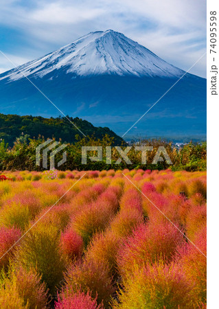 山梨県富士河口湖町にある大石公園のコキアと富士山の写真素材