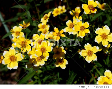 日差しを浴びたイエローキューピット（ウインターコスモス） 74096314