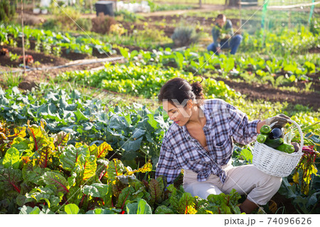 Kazakh woman harvesting in vegetable garden between onion and beet beds Kazakh woman harvesting in vegetable garden between onion and beet beds 74096626
