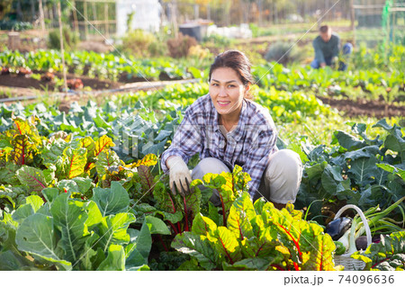 Woman working in garden between beds with beets 74096636