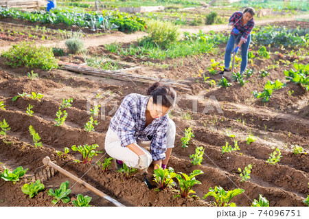 Woman farmer checks the growth of beets in garden 74096751