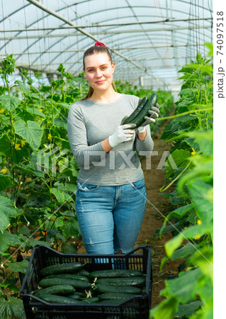 Female farmer puts cucumbers in plastic box Female farmer puts cucumbers in plastic box 74097518