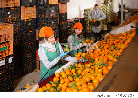 Smiling female workers sort tangerines Smiling female workers sort tangerines 74097907
