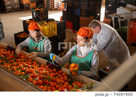 Employees controlling quality of ripe tangerines Employees controlling quality of ripe tangerines 74097909