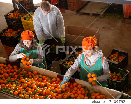Group of workers sorting ripe mandarins Group of workers sorting ripe mandarins 74097924