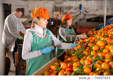 Group of workers sorting ripe mandarins Group of workers sorting ripe mandarins 74097929