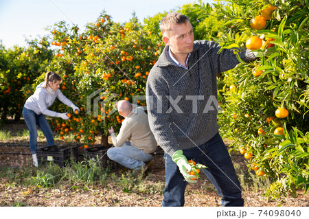 Group of people harvesting tangerines on plantation Group of people harvesting tangerines on plantation 74098040