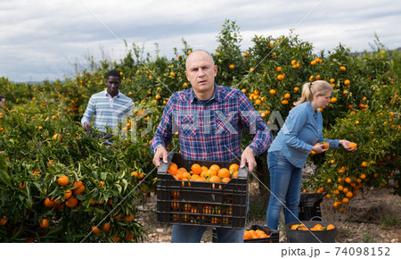 Man holding box with harvested mandarins 74098152