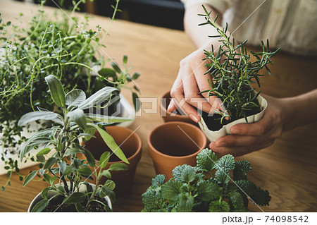 ガーデニング 室内ハーブの植え替えの写真素材