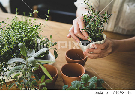 ガーデニング 室内ハーブの植え替えの写真素材