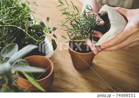 ガーデニング 室内ハーブの植え替えの写真素材