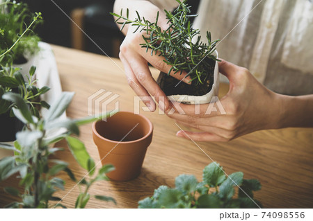ガーデニング 室内ハーブの植え替えの写真素材