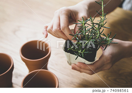 ガーデニング 室内ハーブの植え替えの写真素材