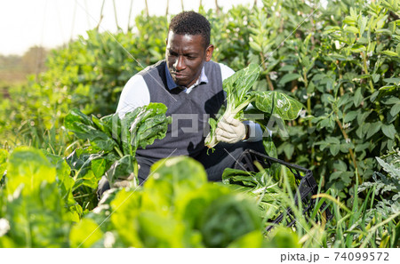 Man gathering in crops of leaf beets 74099572