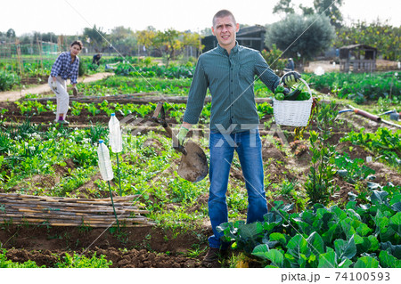 Amateur gardener carrying vegetable harvest in kitchen garden 74100593