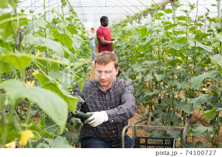 Happy farm owner picks ripe cucumbers Happy farm owner picks ripe cucumbers 74100727