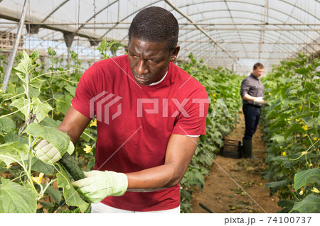 African american farmer harvesting cucumbers African american farmer harvesting cucumbers 74100737