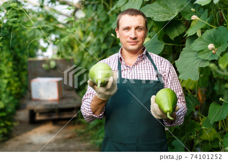 Worker holding harvest of zucchini 74101252