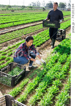 Hispanic female farmer with husband harvesting arugula Hispanic female farmer with husband harvesting arugula 74101394