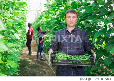 Farmer showing rich harvest of ripe green beans in greenhouse 74101563