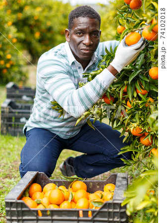Afro male worker picking mandarins 74102018